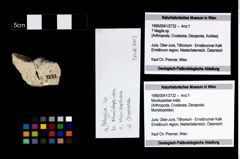 Foto (Objekt + Etikett) von Mundopsidae indet.  (NHMW-GEO-1990-0041-2732)